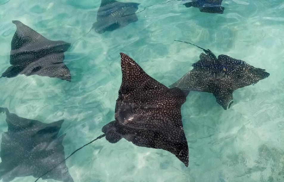 Moorea Island Beach Hotel ภายนอก รูปภาพ
